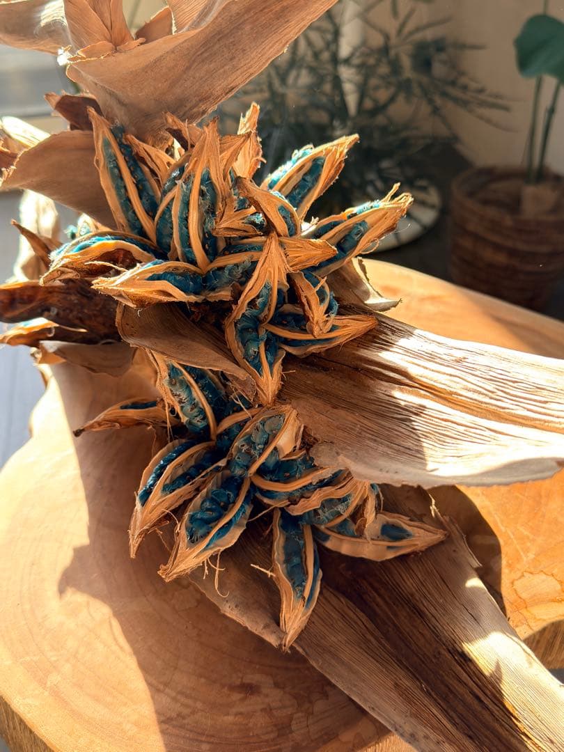 タビビトノキ 種子①