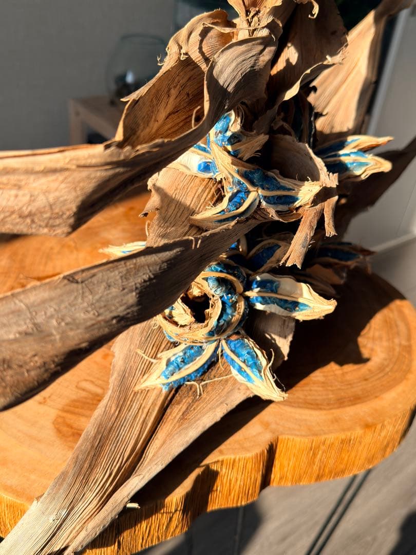 タビビトノキ 種子①