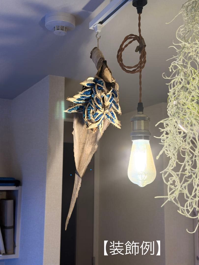 タビビトノキ 種子①