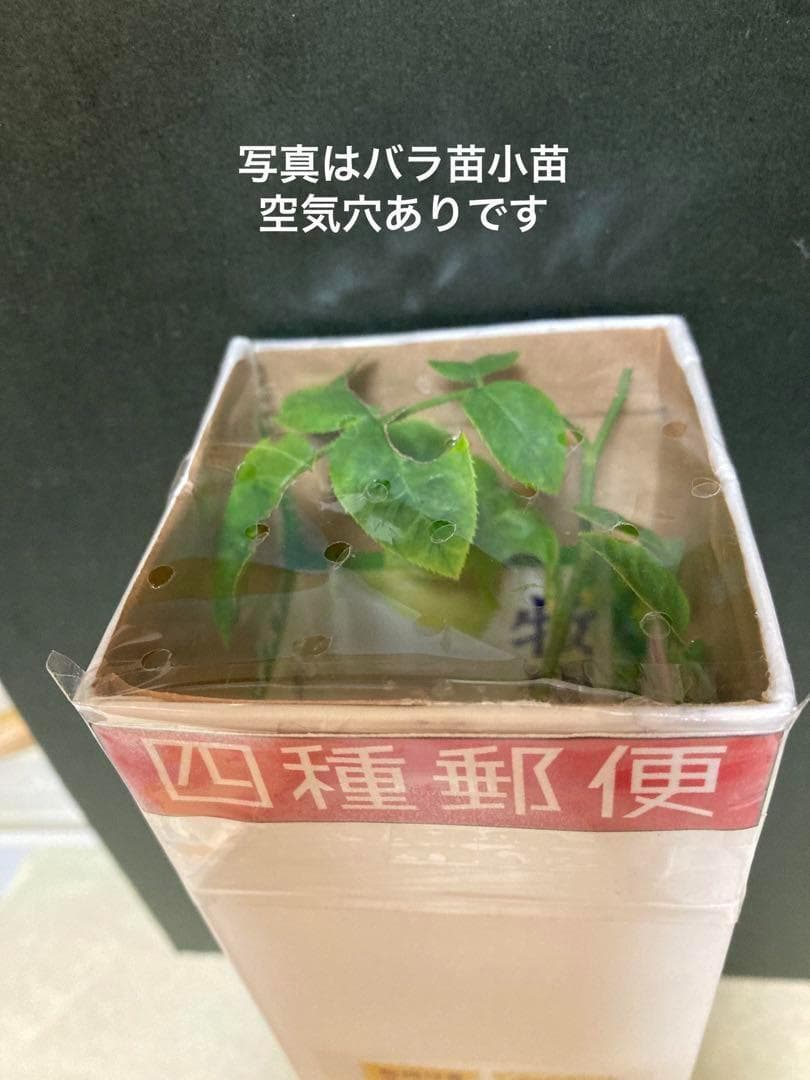 バラ苗　お問い合わせ　ページ