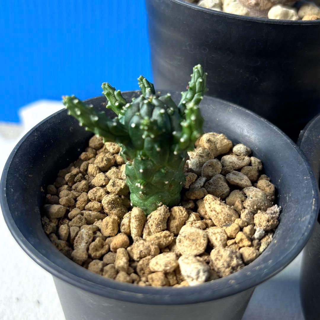 ユーフォルビア　ガムケンシス　オベサ　パキポディオイデス　セット