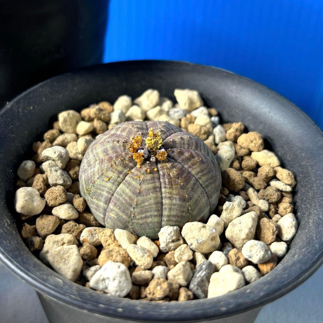 ユーフォルビア　ガムケンシス　オベサ　パキポディオイデス　セット