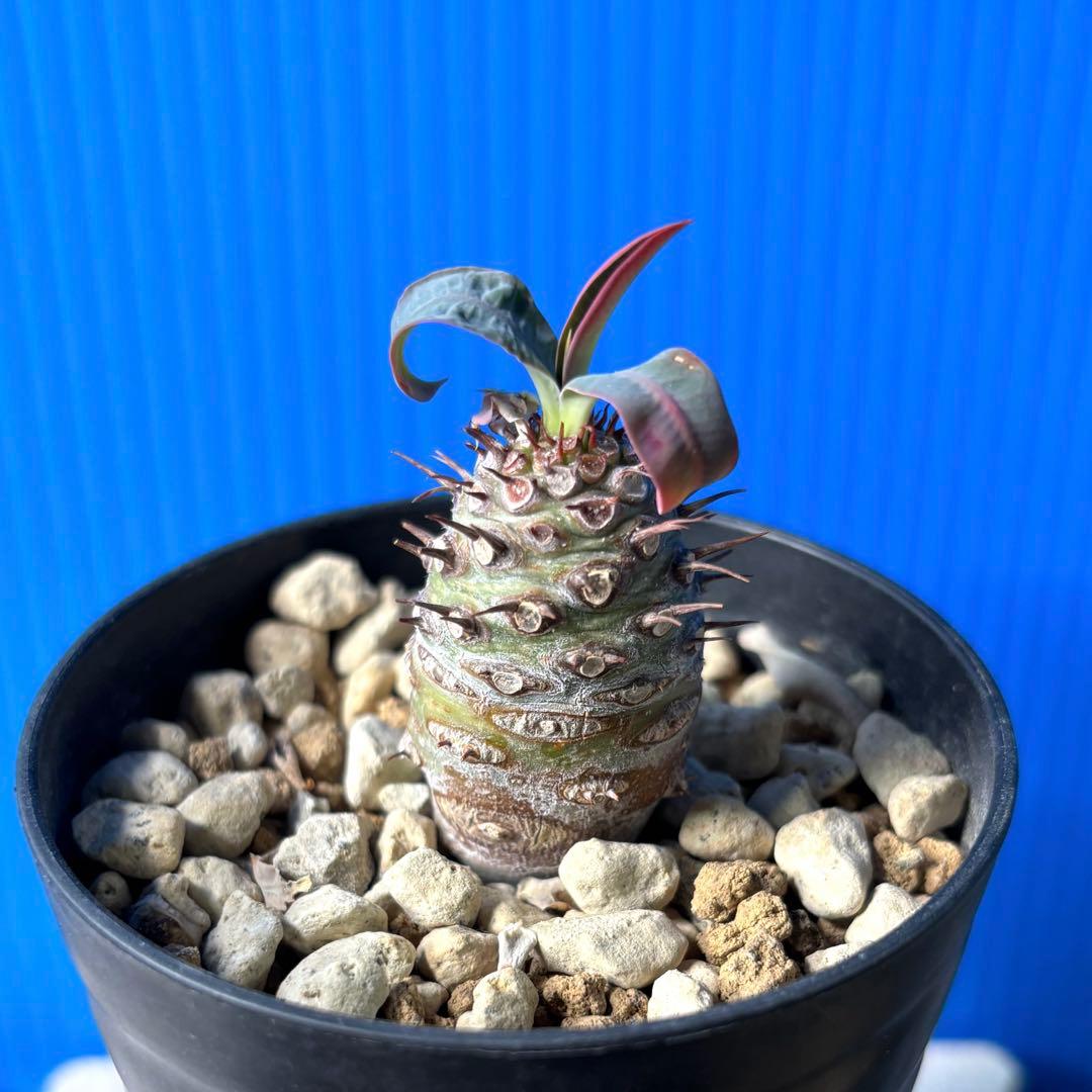 ユーフォルビア　ガムケンシス　オベサ　パキポディオイデス　セット
