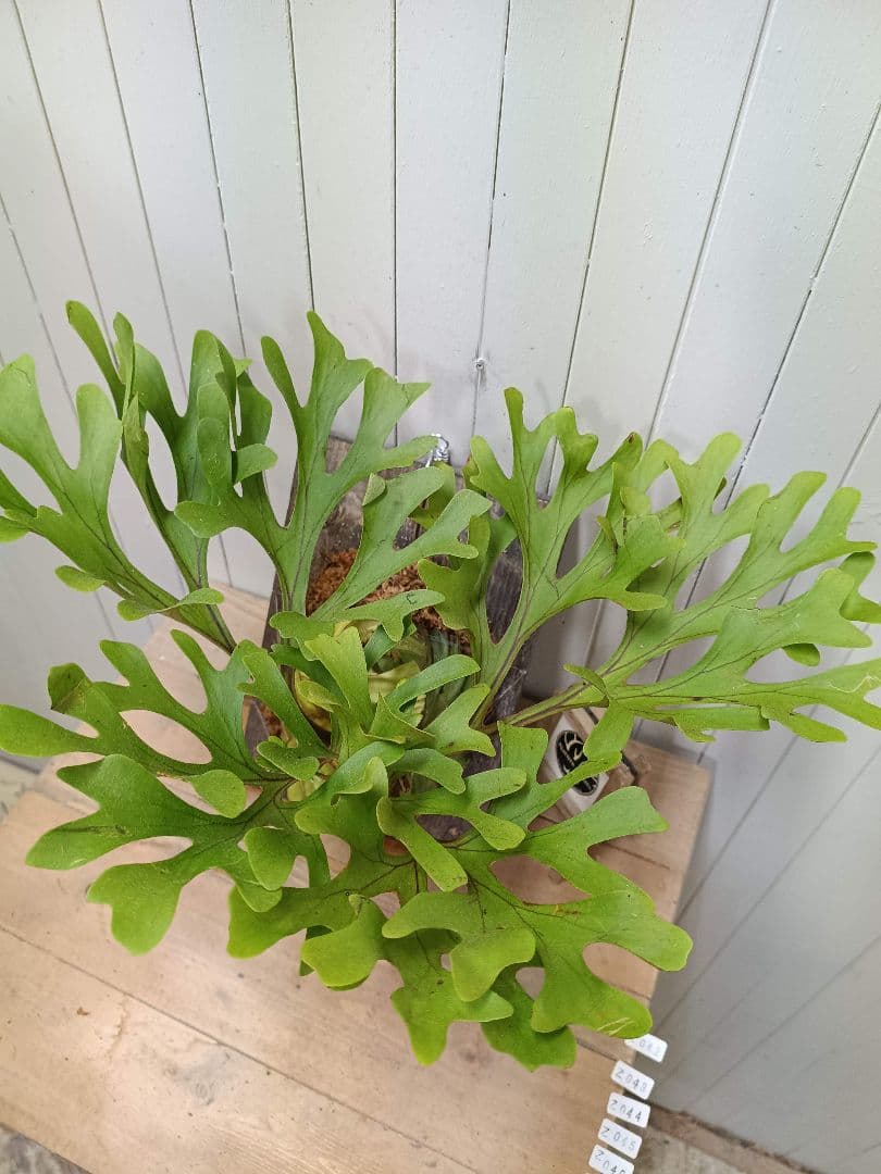 Z042【板付！LLサイズ】超美形！ワイド！ビカクシダ リドレイ現地球3/3輸入