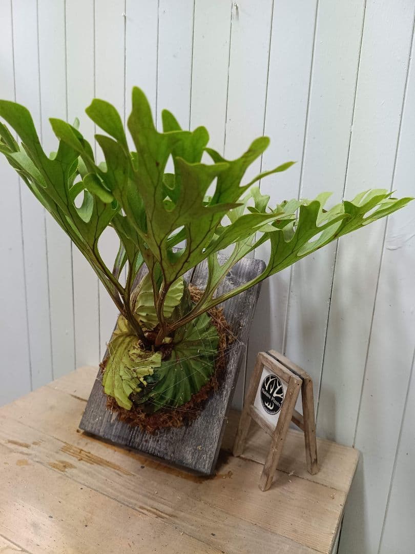 Z042【板付！LLサイズ】超美形！ワイド！ビカクシダ リドレイ現地球3/3輸入