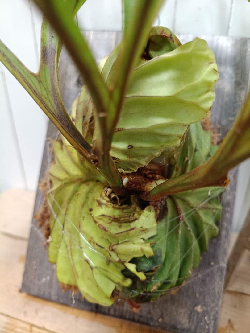 Z042【板付！LLサイズ】超美形！ワイド！ビカクシダ リドレイ現地球3/3輸入