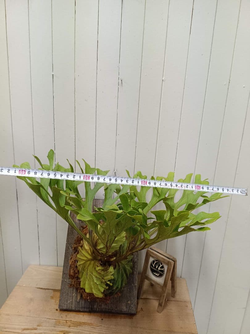 Z042【板付！LLサイズ】超美形！ワイド！ビカクシダ リドレイ現地球3/3輸入