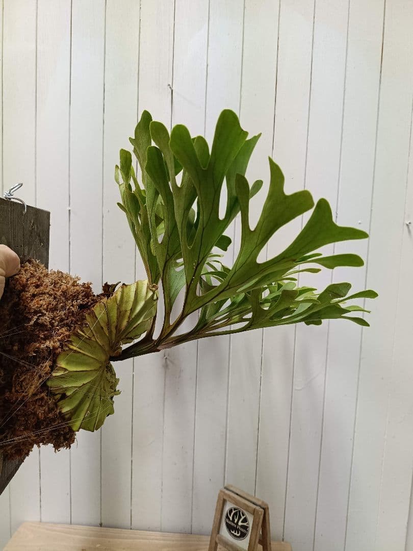 Z042【板付！LLサイズ】超美形！ワイド！ビカクシダ リドレイ現地球3/3輸入