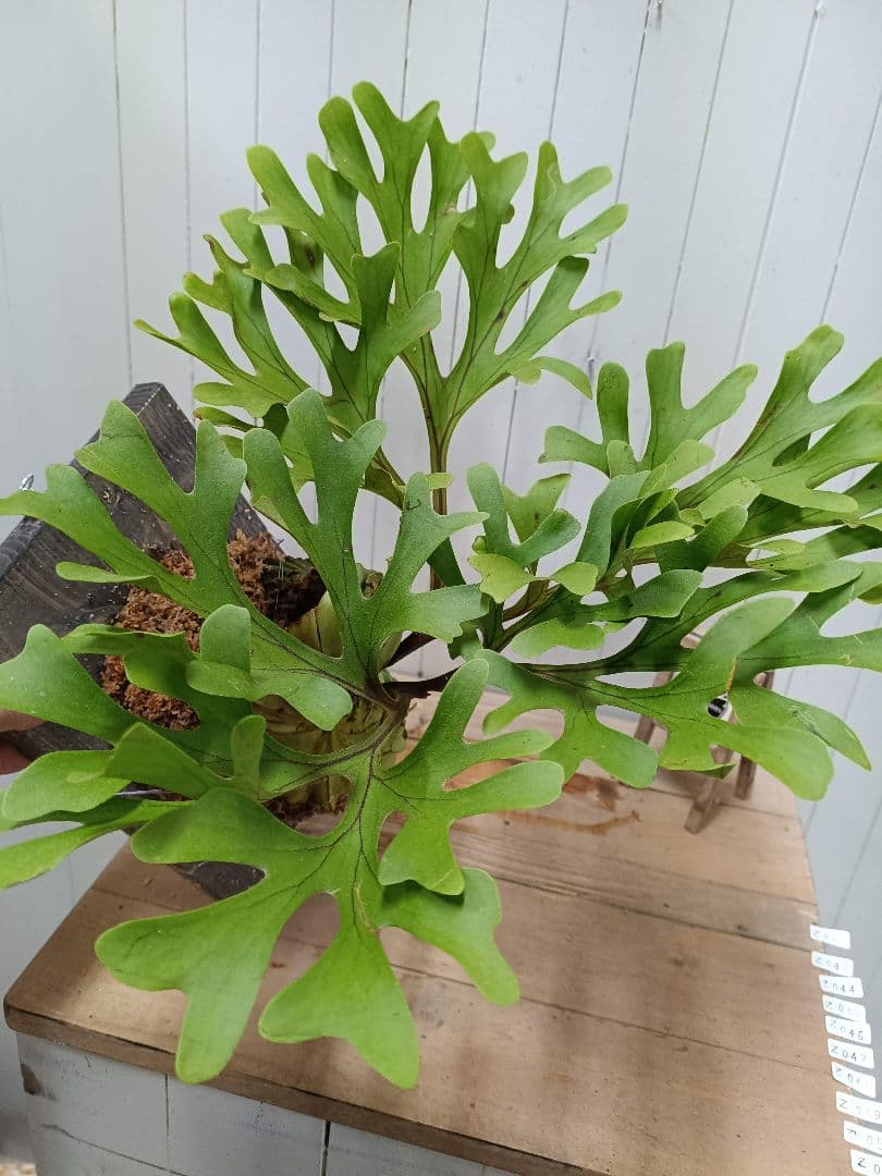 Z042【板付！LLサイズ】超美形！ワイド！ビカクシダ リドレイ現地球3/3輸入