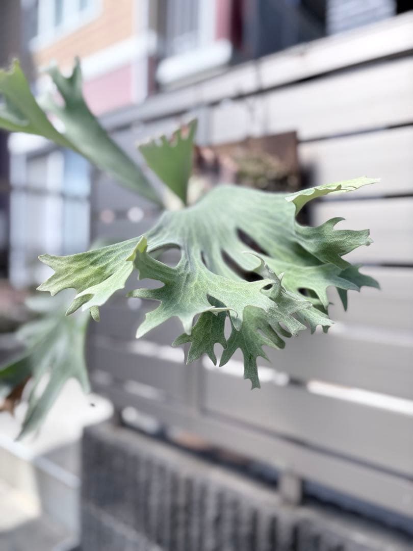 ビカクシダ ギンカ OC 子株【ILF血統】初心者◎ 養生済 ギンカ