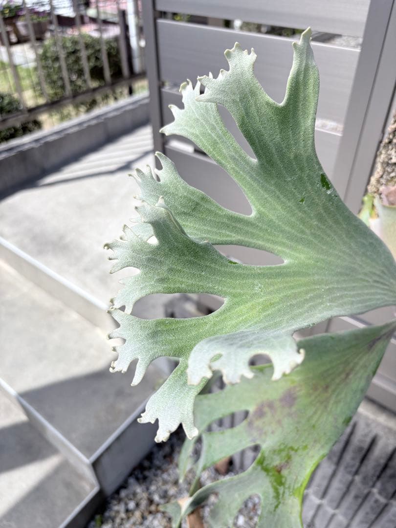 ビカクシダ ギンカ OC 子株【ILF血統】初心者◎ 養生済 ギンカ