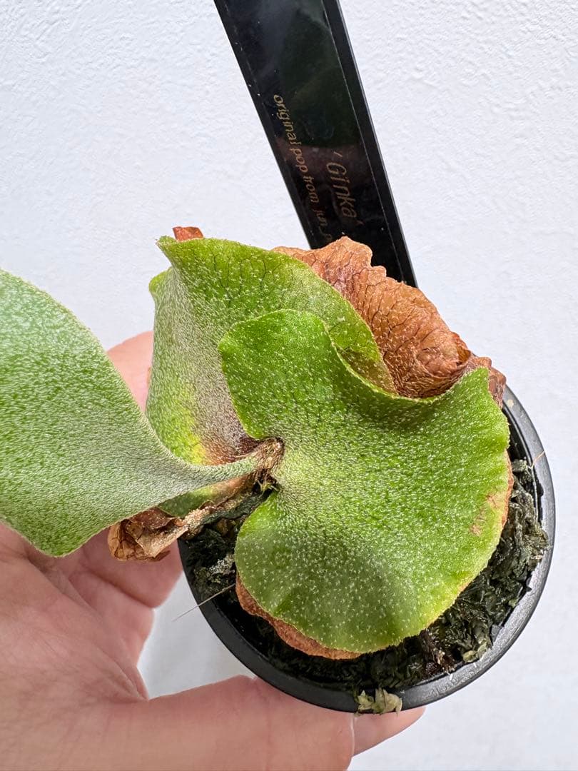 ビカクシダ ギンカ OC 子株【ILF血統】初心者◎ 養生済 ギンカ