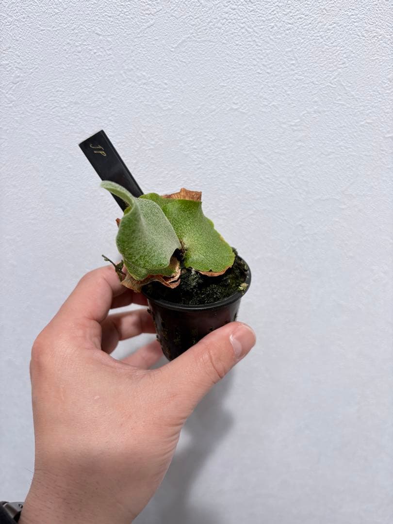 ビカクシダ ギンカ OC 子株【ILF血統】初心者◎ 養生済 ギンカ