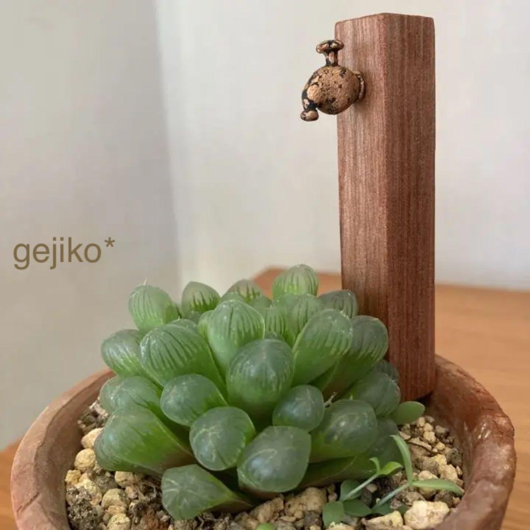 蛇口ピックの見本です　多肉植物　箱庭　水道