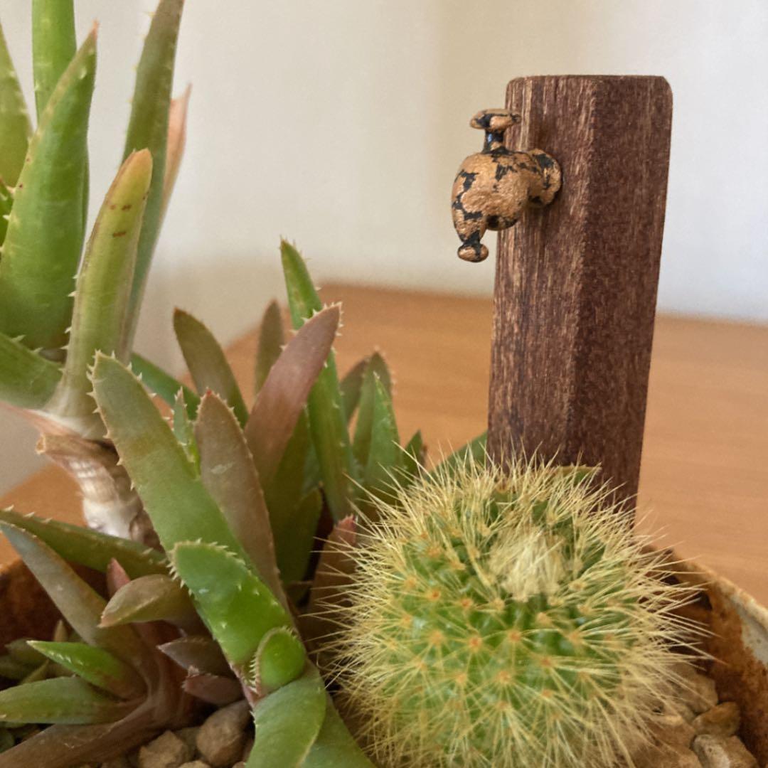 蛇口ピックの見本です　多肉植物　箱庭　水道