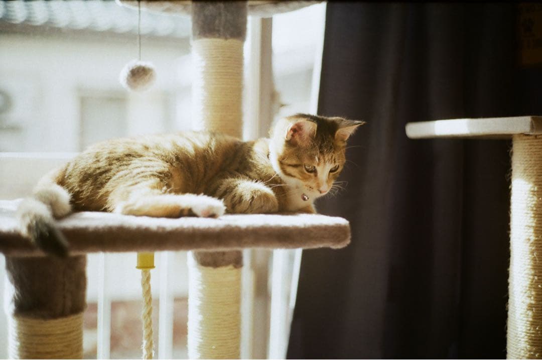 FUJICA V2 レンジファインダーカメラ　実写作例あり