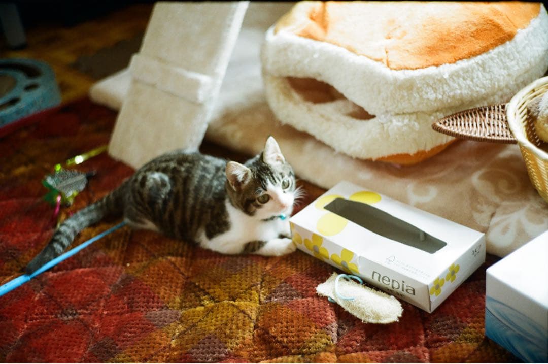 FUJICA V2 レンジファインダーカメラ　実写作例あり