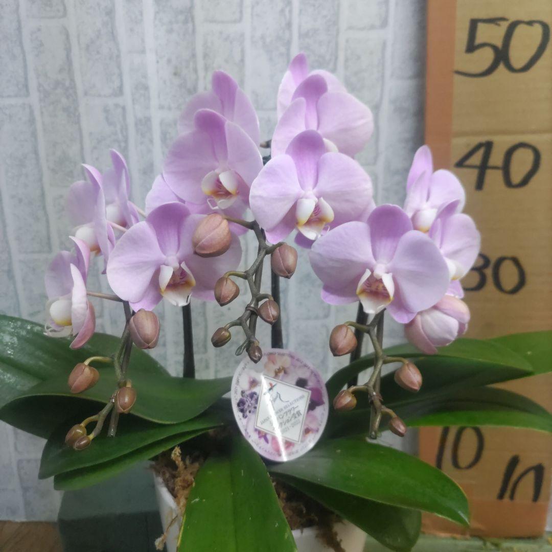 ミディ胡蝶蘭⭐️ハツコイ陶器鉢入り