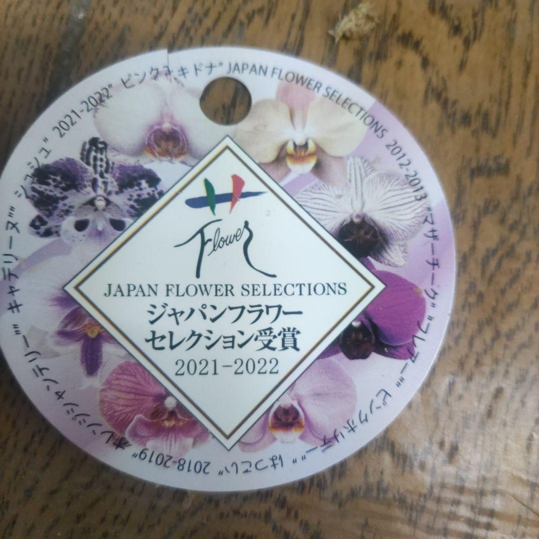 ミディ胡蝶蘭⭐️ハツコイ陶器鉢入り