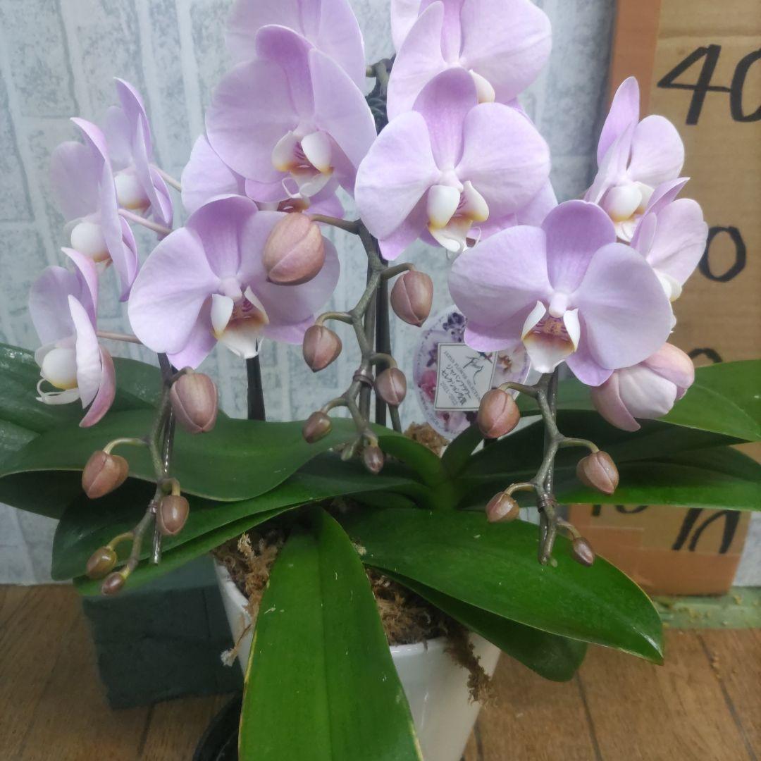 ミディ胡蝶蘭⭐️ハツコイ陶器鉢入り