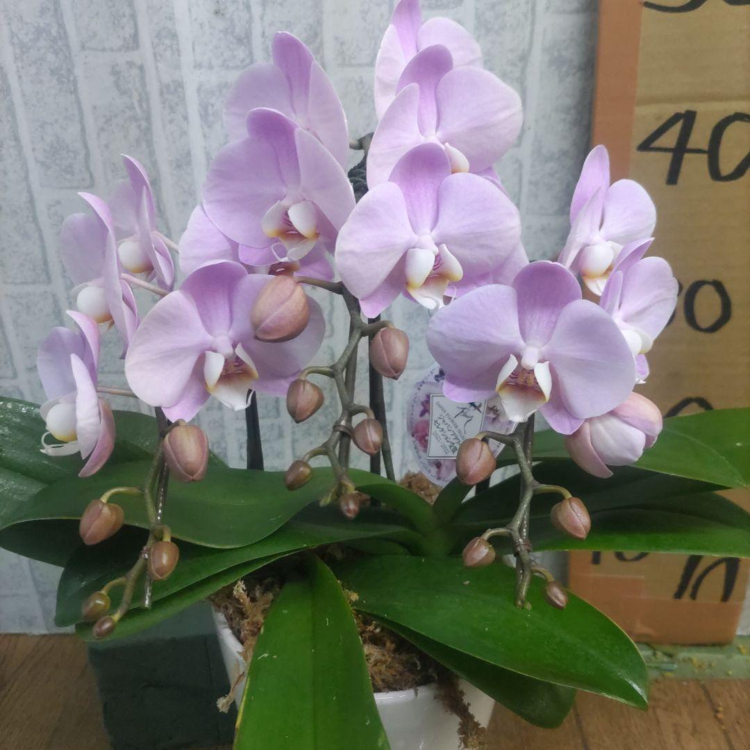 ミディ胡蝶蘭⭐️ハツコイ陶器鉢入り