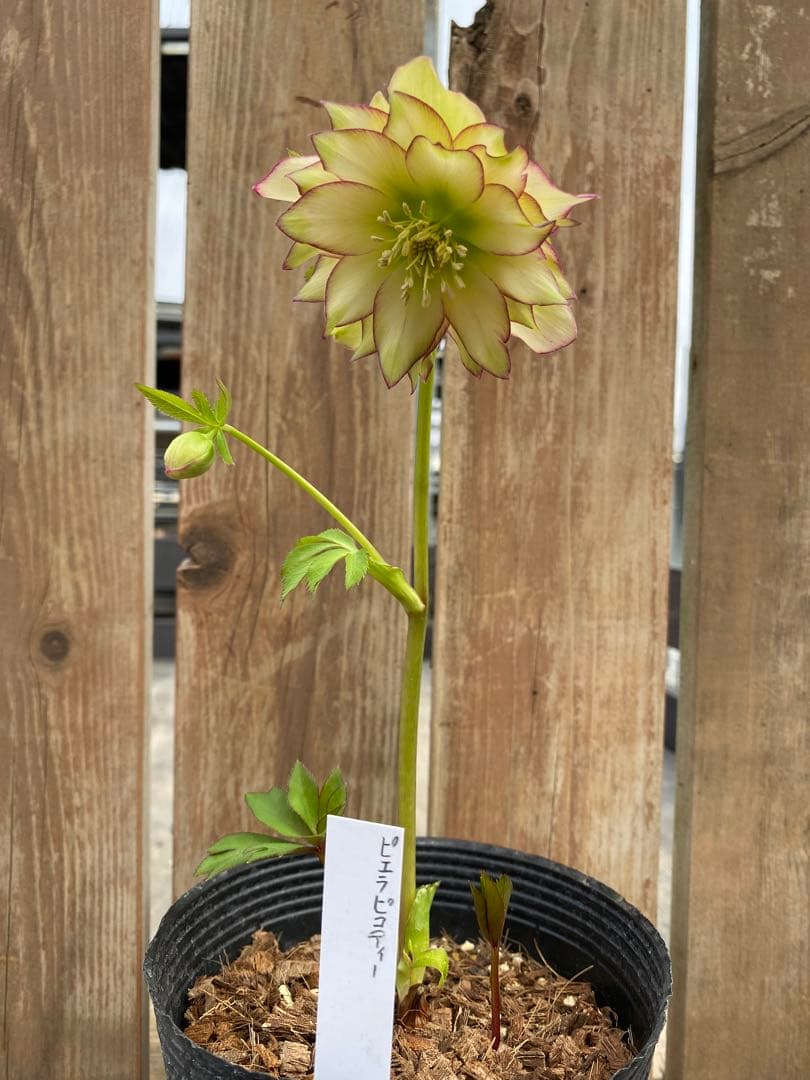 ピエラ　ピコティー　吉田園芸