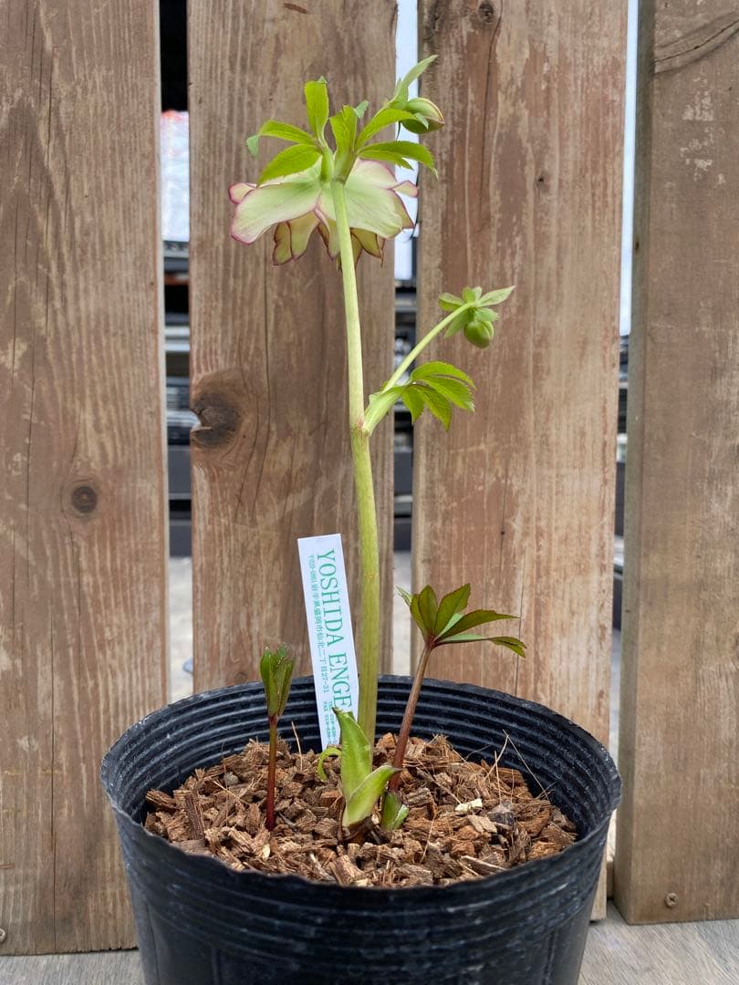 ピエラ　ピコティー　吉田園芸