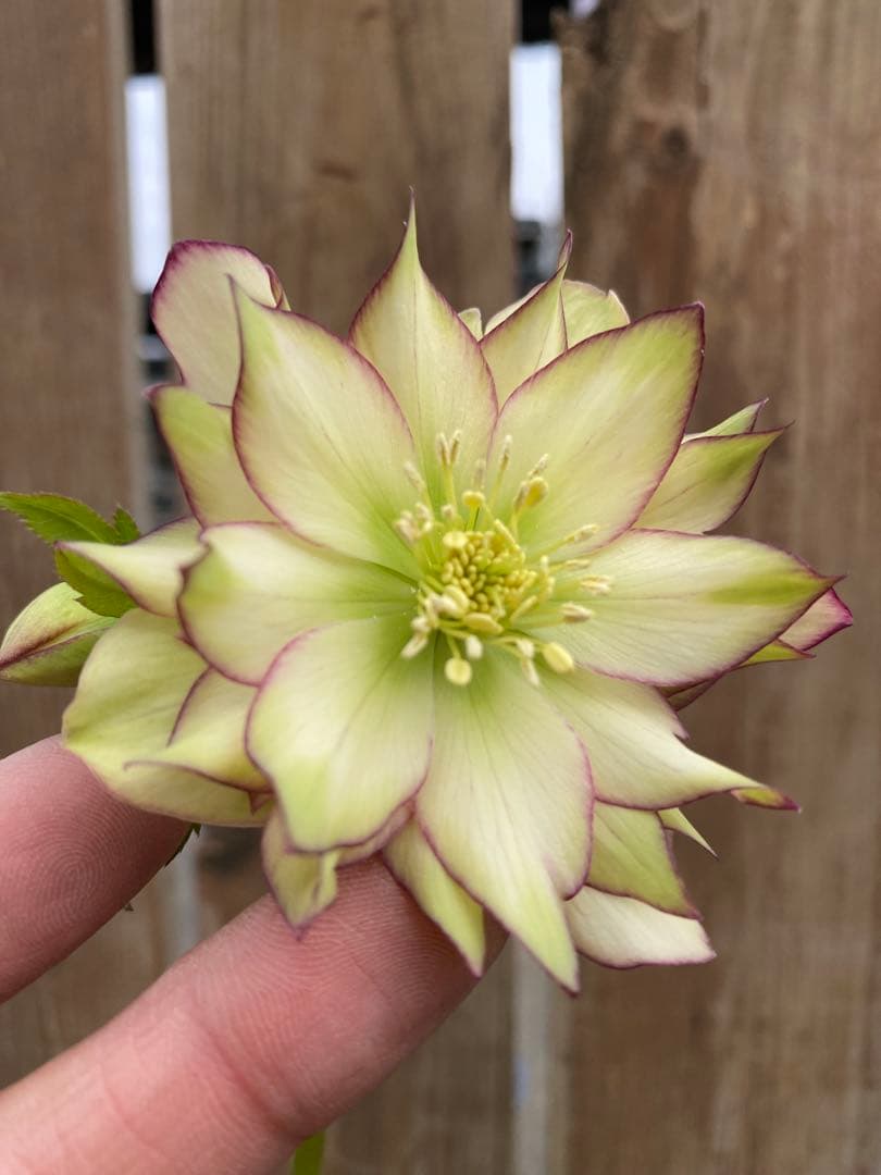 ピエラ　ピコティー　吉田園芸