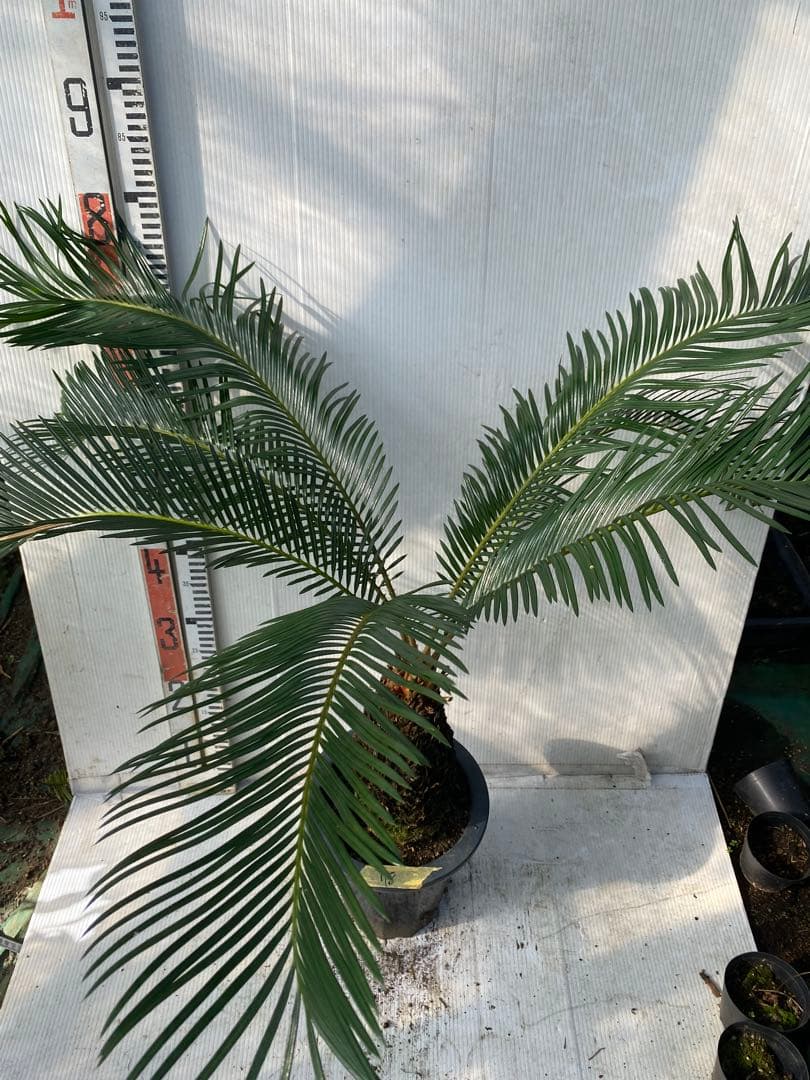 ソテツ　蘇鉄　7号鉢　78