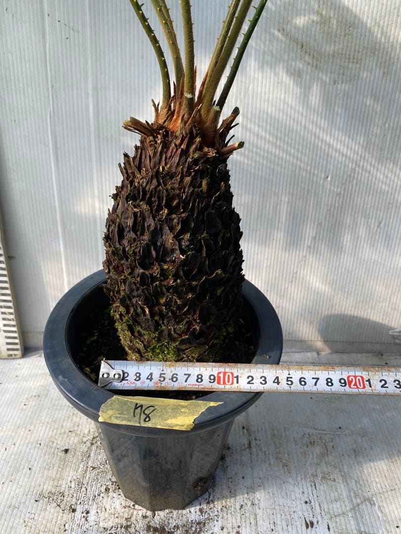 ソテツ　蘇鉄　7号鉢　78