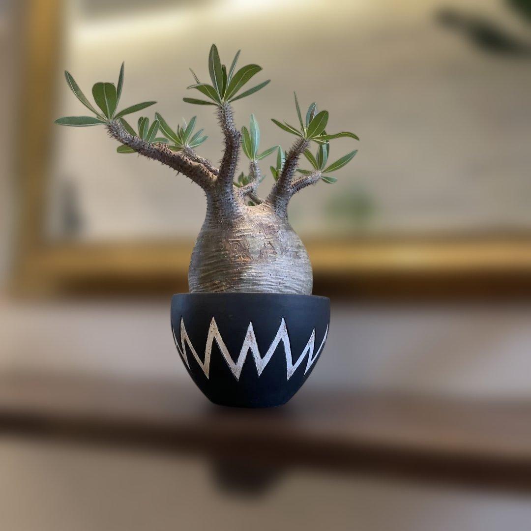 塊根植物 neighborhood SRL x invisible ink 鉢