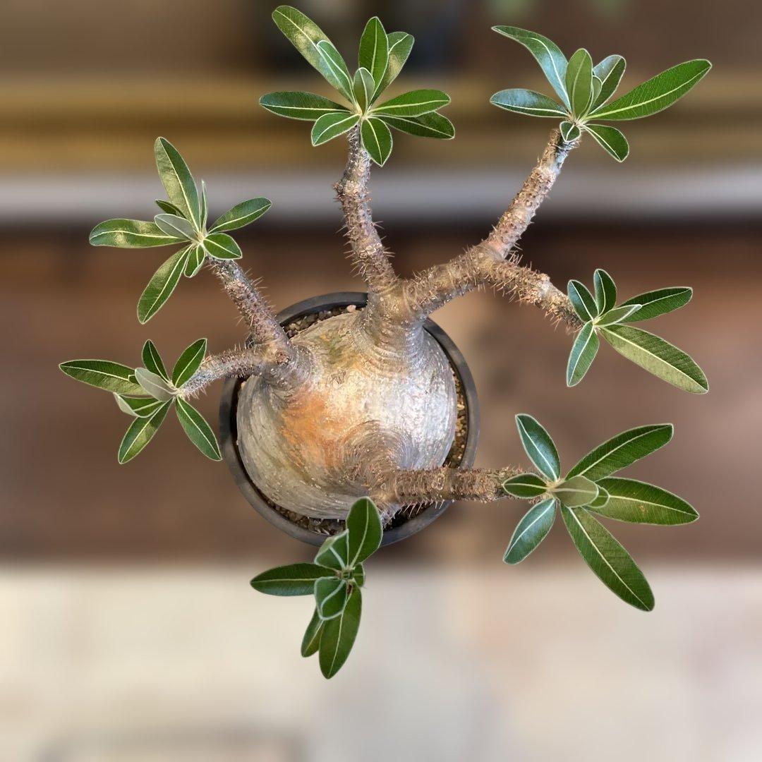 塊根植物 neighborhood SRL x invisible ink 鉢