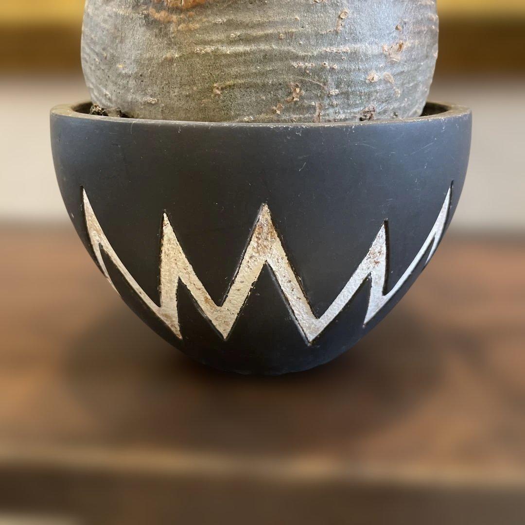 塊根植物 neighborhood SRL x invisible ink 鉢