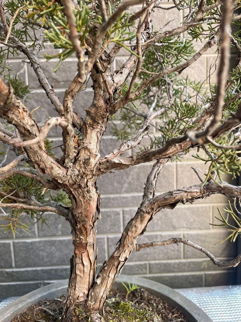 28日まで大幅値引き❗️早い者勝ち❗️真柏　中品盆栽　　五葉松/黒松