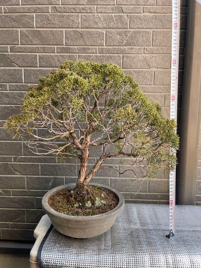 28日まで大幅値引き❗️早い者勝ち❗️真柏　中品盆栽　　五葉松/黒松