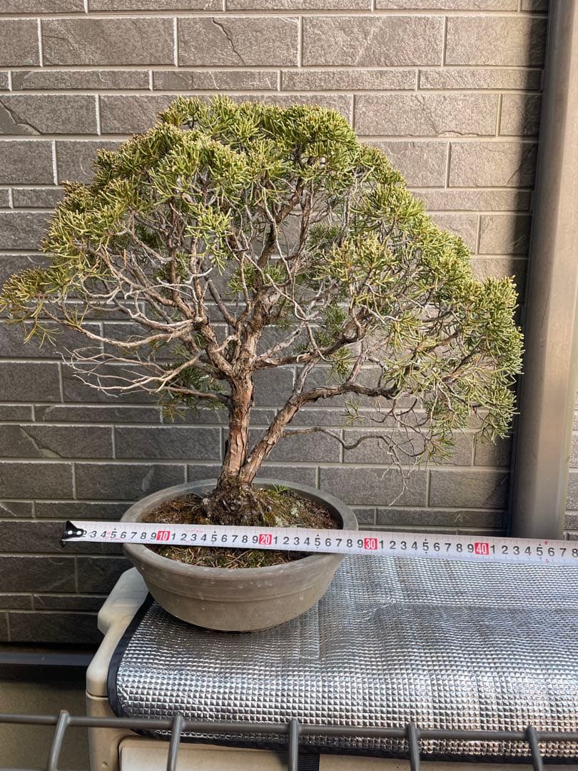 28日まで大幅値引き❗️早い者勝ち❗️真柏　中品盆栽　　五葉松/黒松