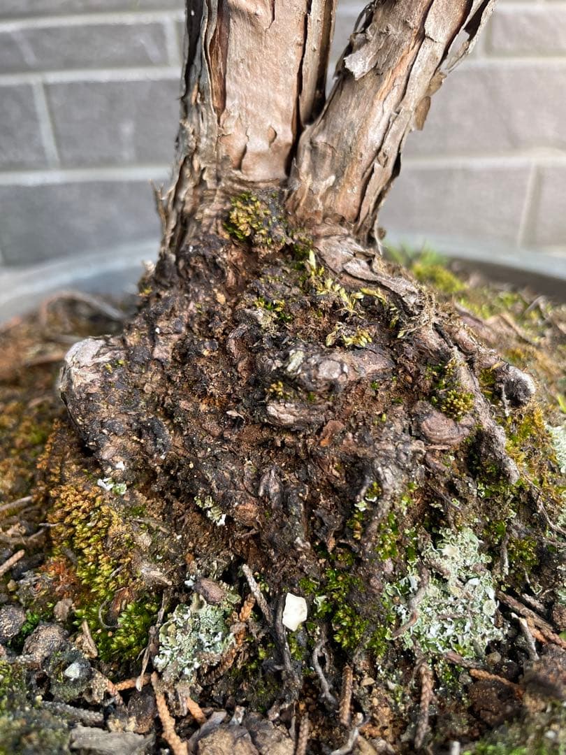 28日まで大幅値引き❗️早い者勝ち❗️真柏　中品盆栽　　五葉松/黒松