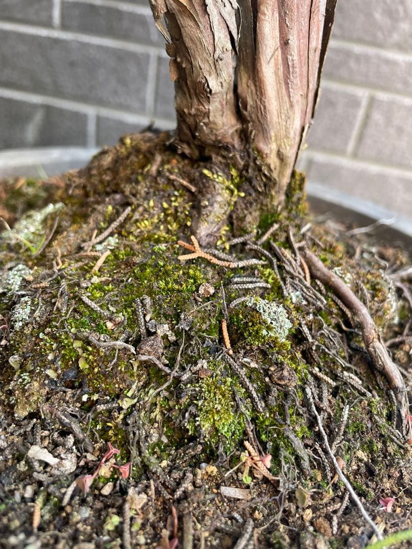 28日まで大幅値引き❗️早い者勝ち❗️真柏　中品盆栽　　五葉松/黒松