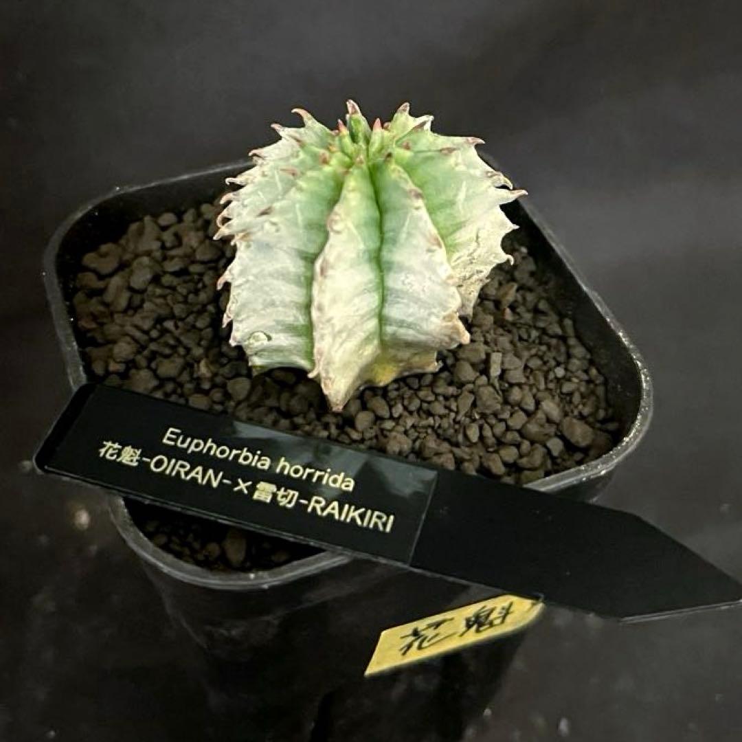 ユーフォルビアホリダ 花魁-OIRAN-×雷切-RAIKIRI- カキ子