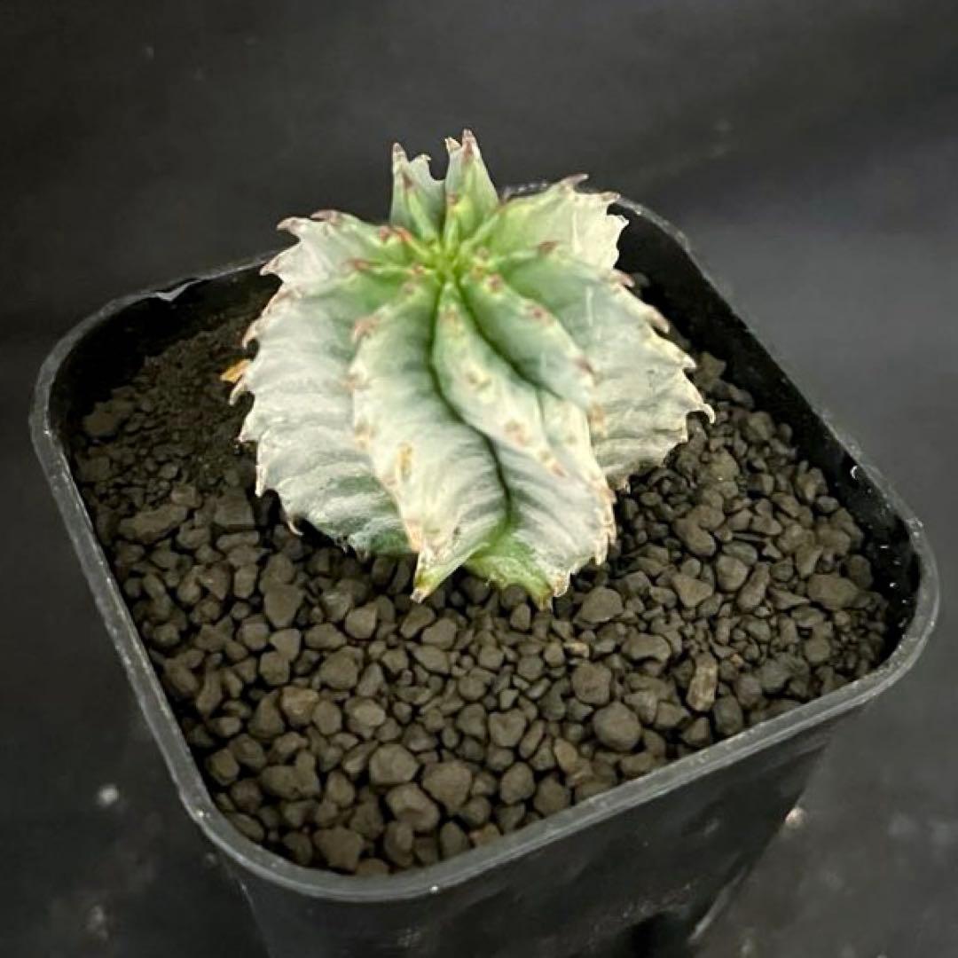 ユーフォルビアホリダ 花魁-OIRAN-×雷切-RAIKIRI- カキ子