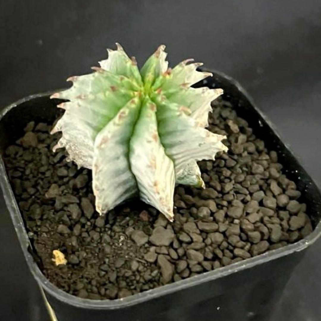 ユーフォルビアホリダ 花魁-OIRAN-×雷切-RAIKIRI- カキ子