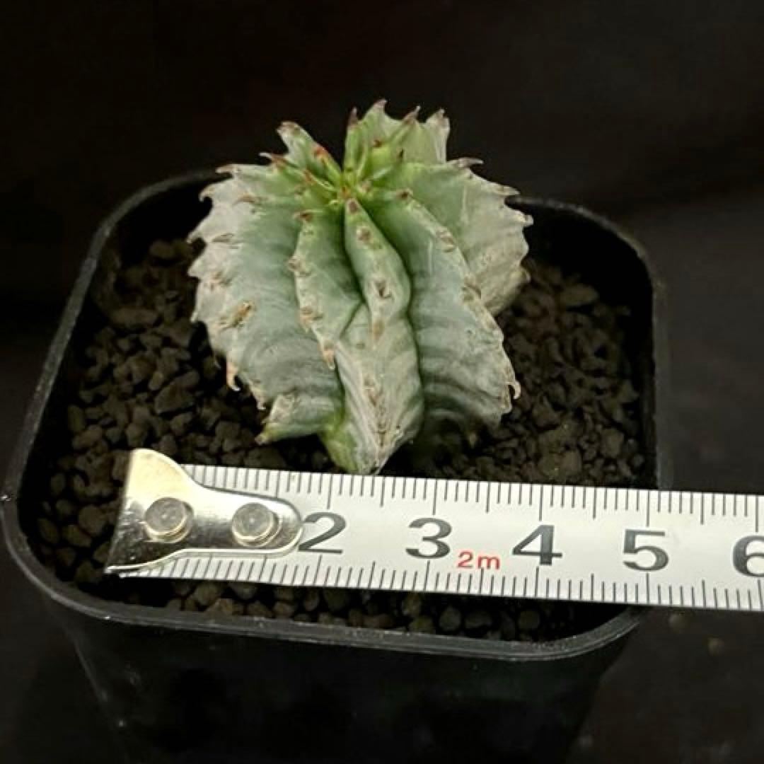 ユーフォルビアホリダ 花魁-OIRAN-×雷切-RAIKIRI- カキ子