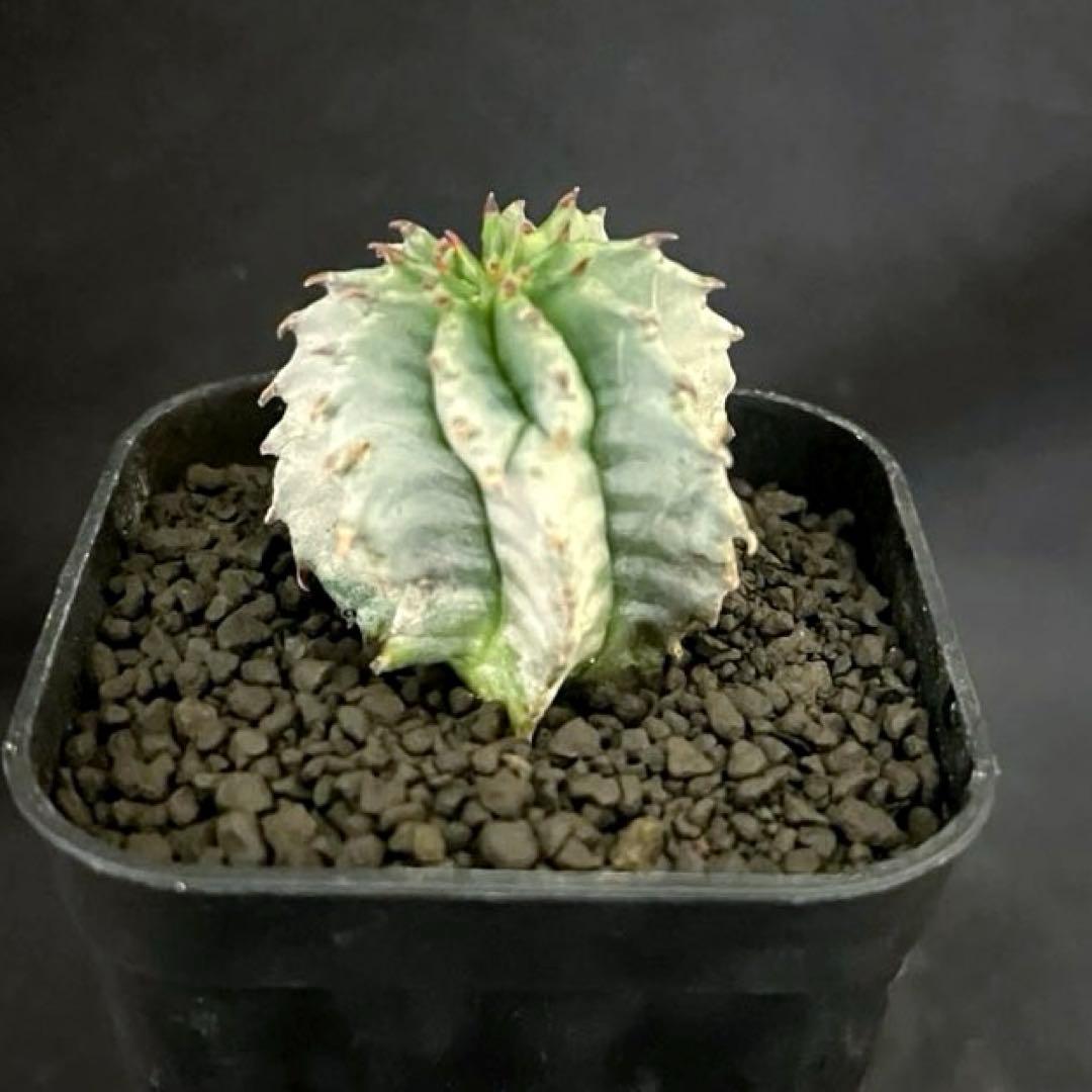 ユーフォルビアホリダ 花魁-OIRAN-×雷切-RAIKIRI- カキ子