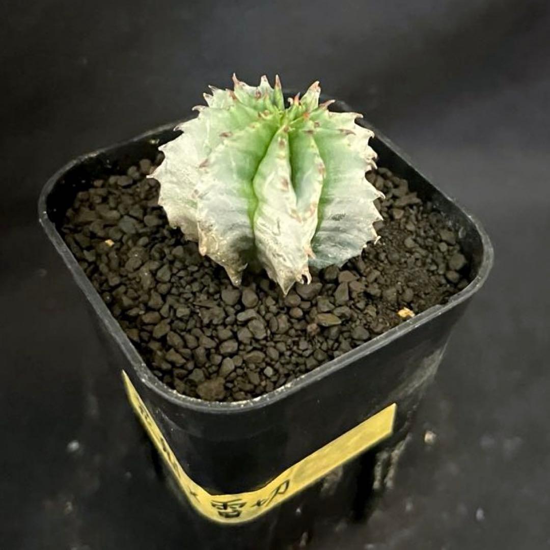 ユーフォルビアホリダ 花魁-OIRAN-×雷切-RAIKIRI- カキ子