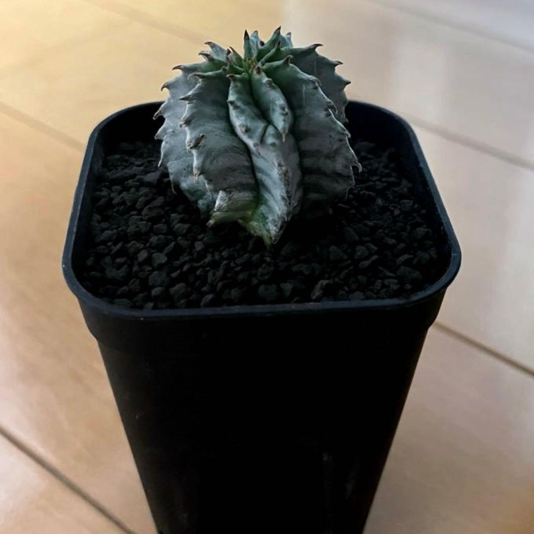 ユーフォルビアホリダ 花魁-OIRAN-×雷切-RAIKIRI- カキ子