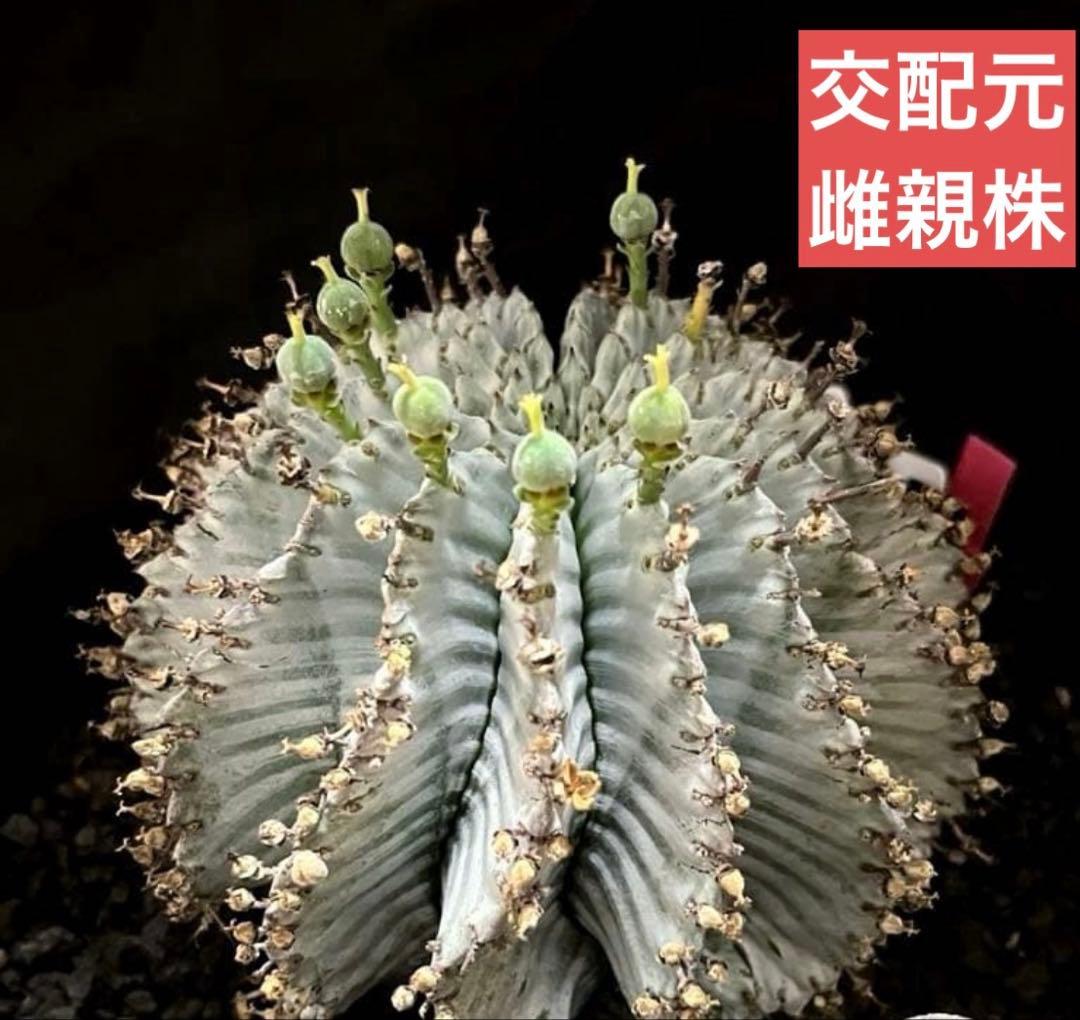 ユーフォルビアホリダ 花魁-OIRAN-×雷切-RAIKIRI- カキ子