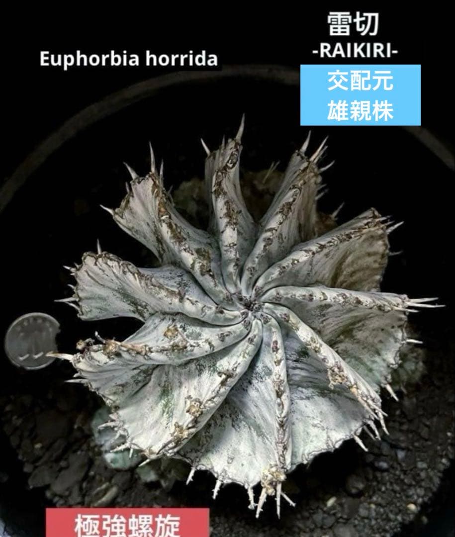 ユーフォルビアホリダ 花魁-OIRAN-×雷切-RAIKIRI- カキ子