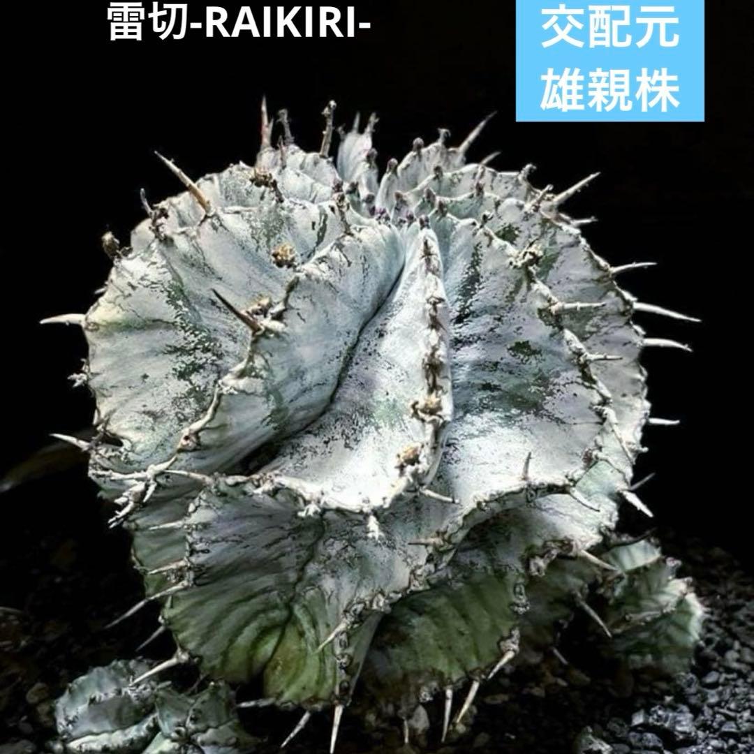 ユーフォルビアホリダ 花魁-OIRAN-×雷切-RAIKIRI- カキ子