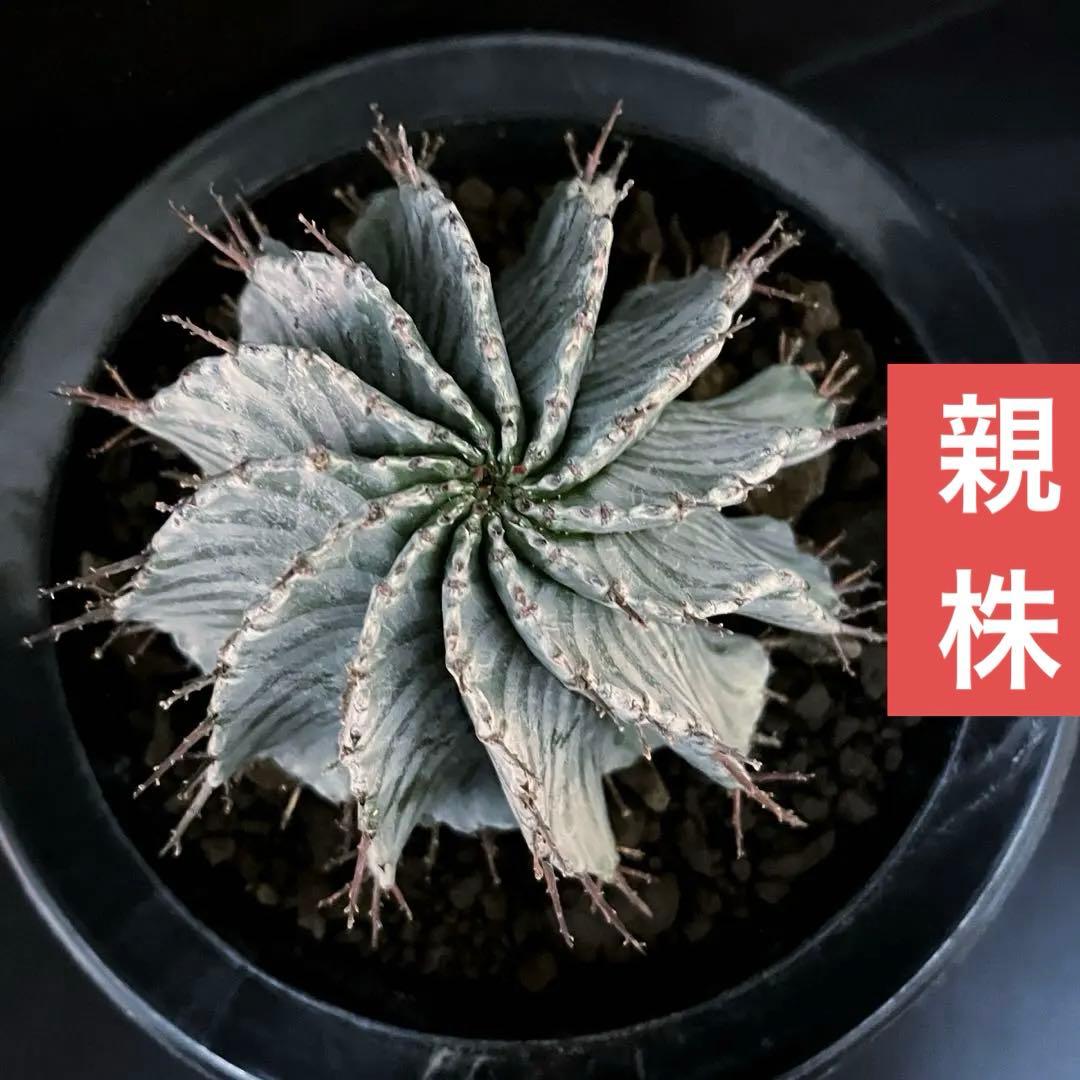 ユーフォルビアホリダ 花魁-OIRAN-×雷切-RAIKIRI- カキ子