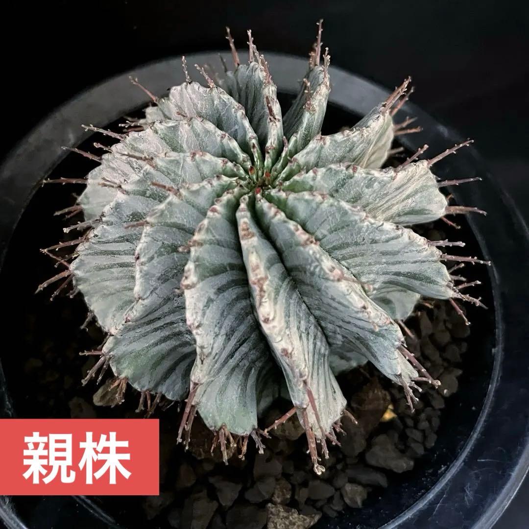 ユーフォルビアホリダ 花魁-OIRAN-×雷切-RAIKIRI- カキ子